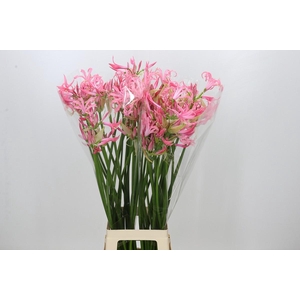 Nerine Flugel