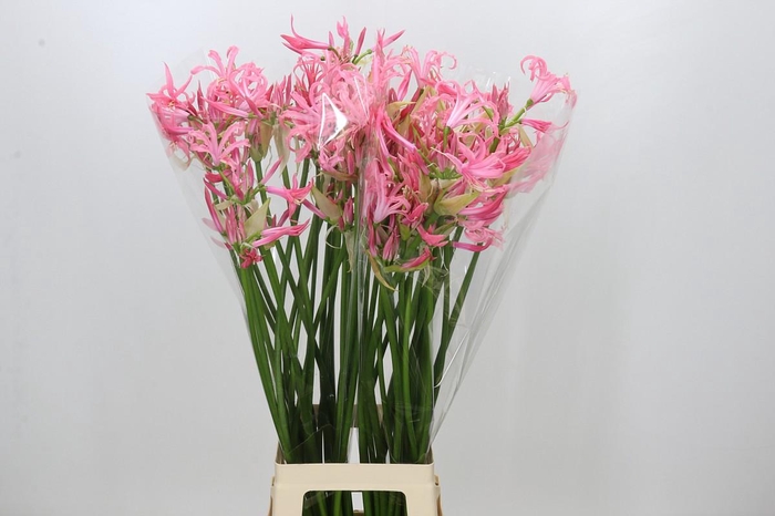 <h4>Nerine Flugel</h4>