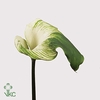 Zantedeschia ae green goddess