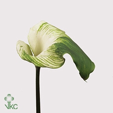 Zantedeschia ae green goddess