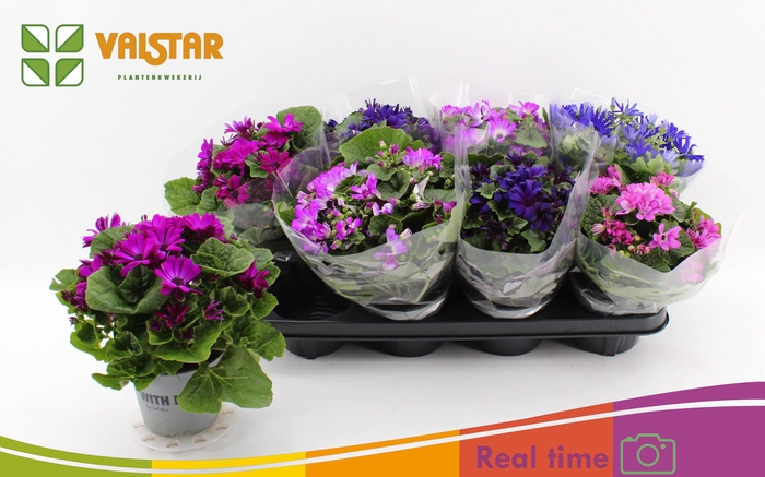 <h4>PERI C MAN GEM</h4>