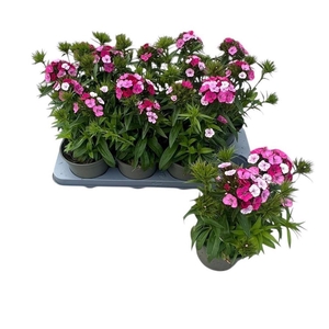 Dianthus barb. 'Dart Pink Magician'