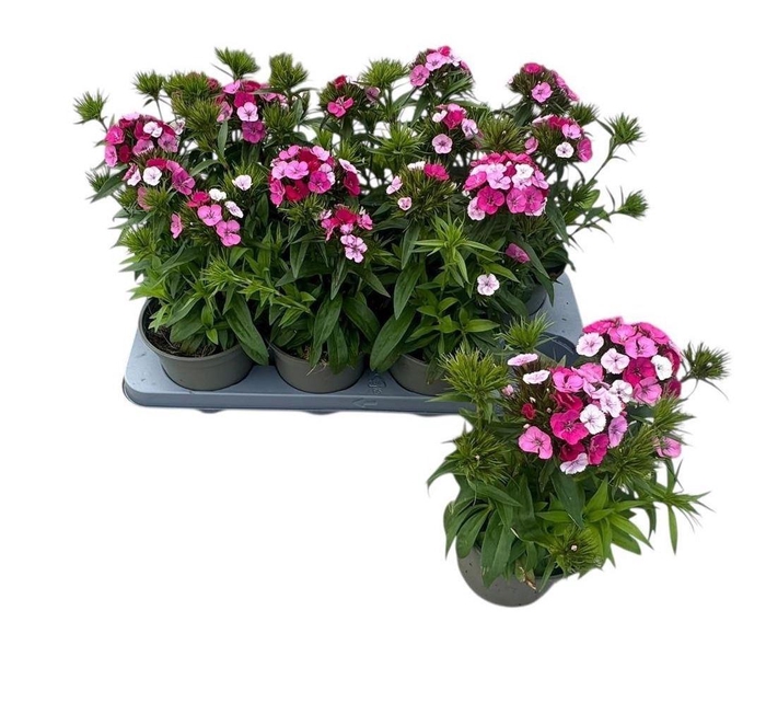 <h4>Dianthus barb. 'Dart Pink Magician'</h4>