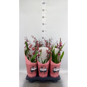 Burrageara  'Barrocco Red'
