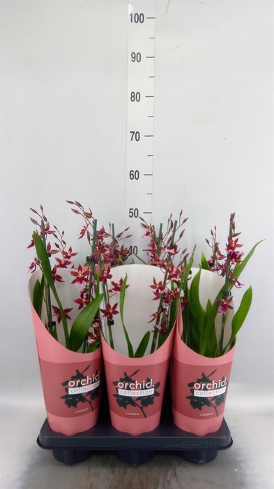 <h4>Burrageara  'Barrocco Red'</h4>