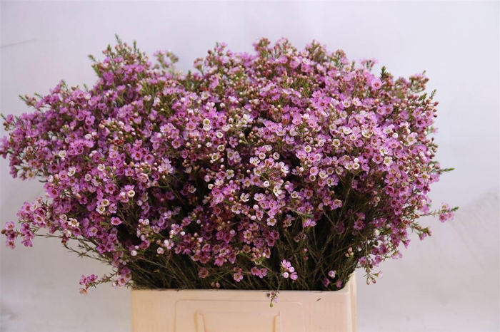 <h4>CHAME PAINTED LAD</h4>