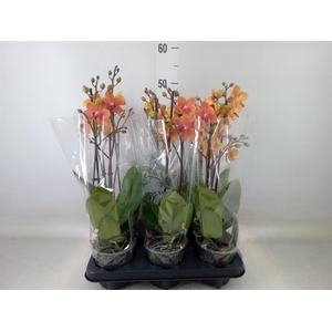 Phalaenopsis multi. 'FC SunsetLove'