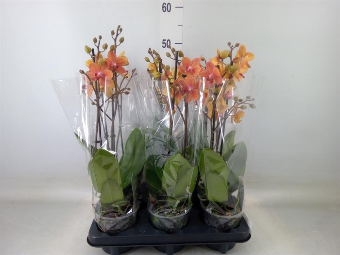 <h4>Phalaenopsis multi. 'FC SunsetLove'</h4>
