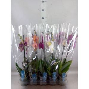 Phalaenopsis   ...mix  5