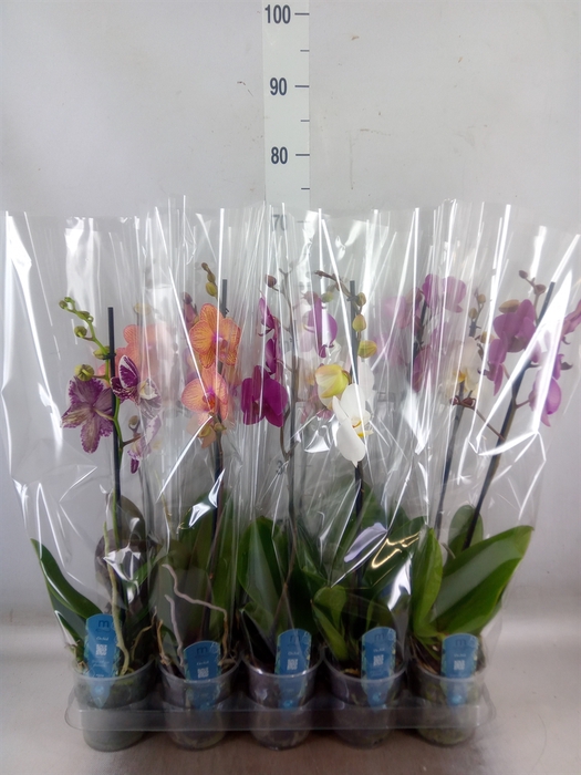 <h4>Phalaenopsis   ...mix  5</h4>