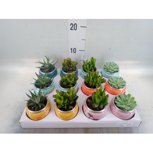 Succulents   ...
