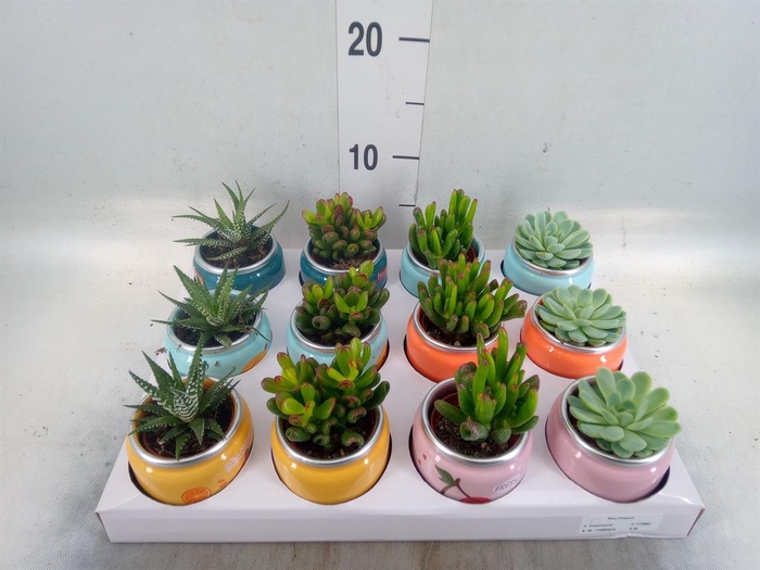 <h4>Succulents   ...</h4>