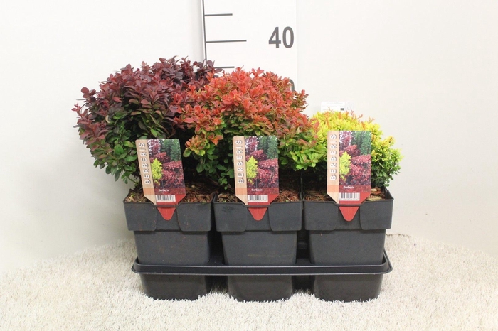 <h4>Berberis thunbergii mix platte soorten P17 potgekweekt</h4>