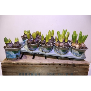 arr8 Hyacin Gem 4 Kl