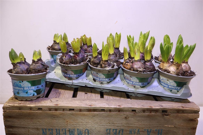 <h4>arr8 Hyacin Gem 4 Kl</h4>