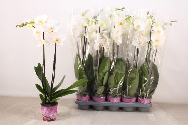 <h4>PHAL OV WIT</h4>