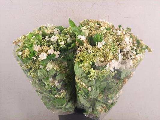 <h4>Viburnum Compactum Bs</h4>