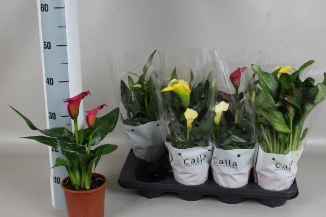 <h4>ZANT GEM 4 KL</h4>