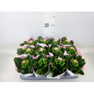 Kalanchoe  'Else Flowers Oakley'