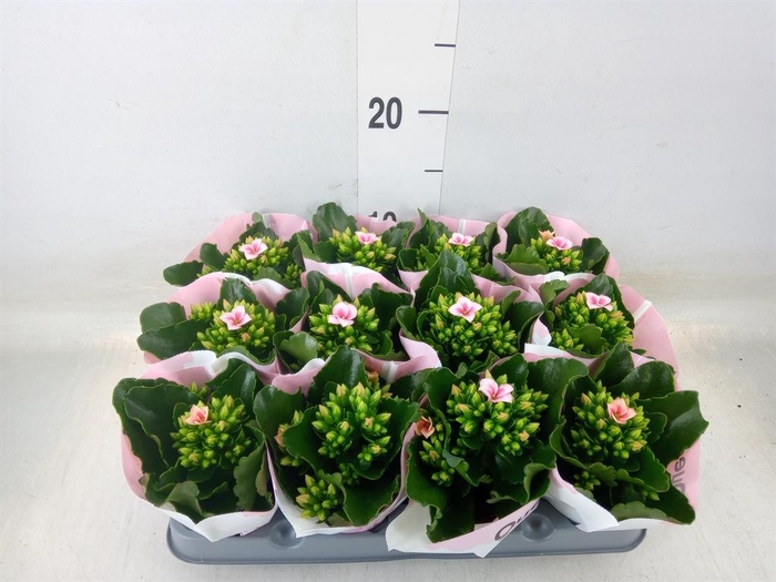 <h4>Kalanchoe  'Else Flowers Oakley'</h4>