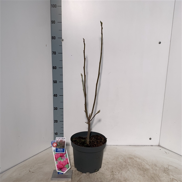 <h4>Magnolia 'Cleopatra' PBR</h4>