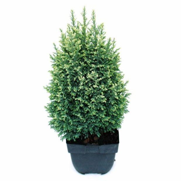 <h4>Chamaecyparis lawsoniana 'Snow White' P17</h4>