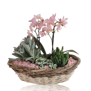 Collectie Lenn Arrangement Phalaenopsis in Mand 36 cm Kano