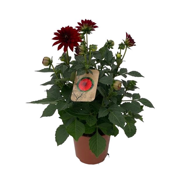 <h4>Dahlia Ball Grp Dalina Maxi Topia</h4>