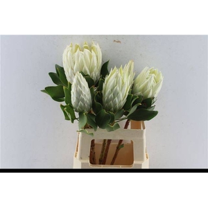 PROTEA CYNAROIDES