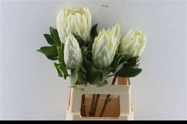 <h4>PROTEA CYNAROIDES</h4>