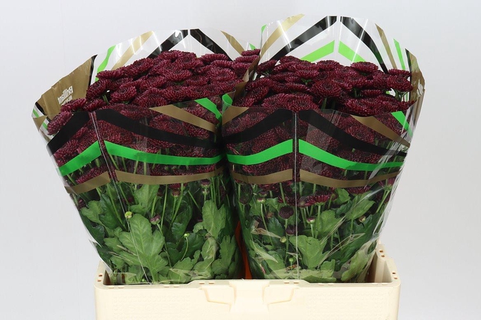 <h4>Sant Jinda Red</h4>