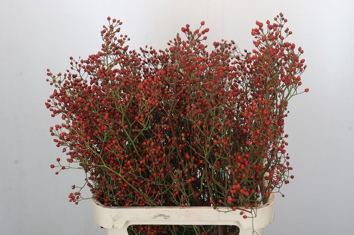 <h4>ROSA ROSEFRUIT TOPS</h4>