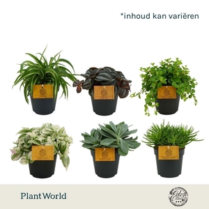 kamerplanten