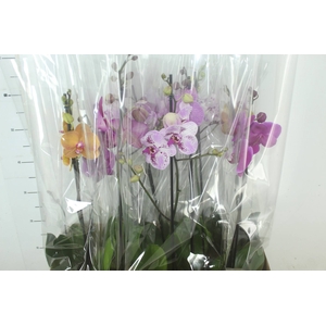 PHALAENOPSIS MIX P12