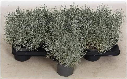 <h4>LEUCOPH BROWNII</h4>