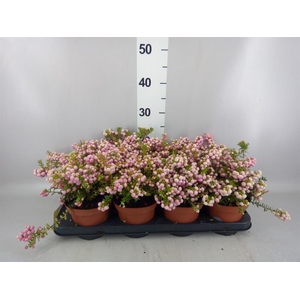 Gaultheria   ...rose berry