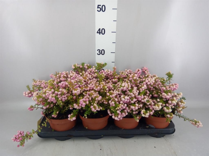 <h4>Gaultheria   ...rose berry</h4>