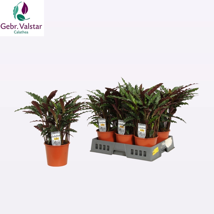 <h4>CALAT RUF ELGERGRASS</h4>