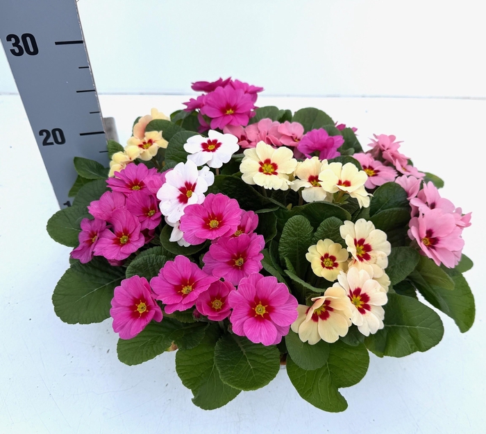 <h4>PRIM AC BONNELI GEM</h4>