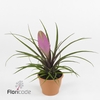 .Tillandsia cyanea