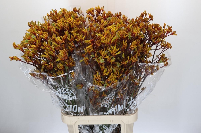 <h4>Anigozanthos Gold Fever</h4>