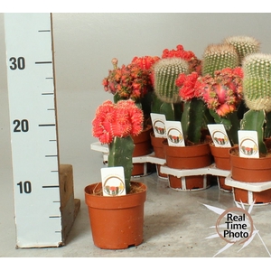 CACTUS GEM