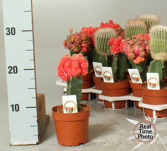<h4>CACTUS GEM</h4>