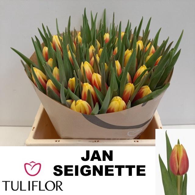 <h4>TU EN JAN SEIGNETTE</h4>