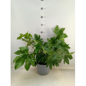 Fatsia japonica   ...