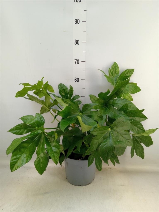 <h4>Fatsia japonica ...</h4>