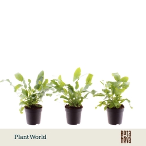Phlebodium Blue Star
