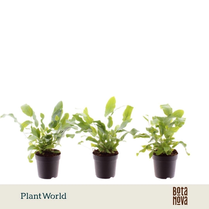 <h4>Phlebodium Blue Star</h4>