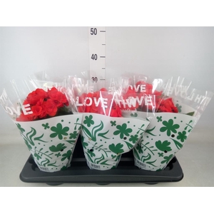 Begonia elat. DU 'Baladin'