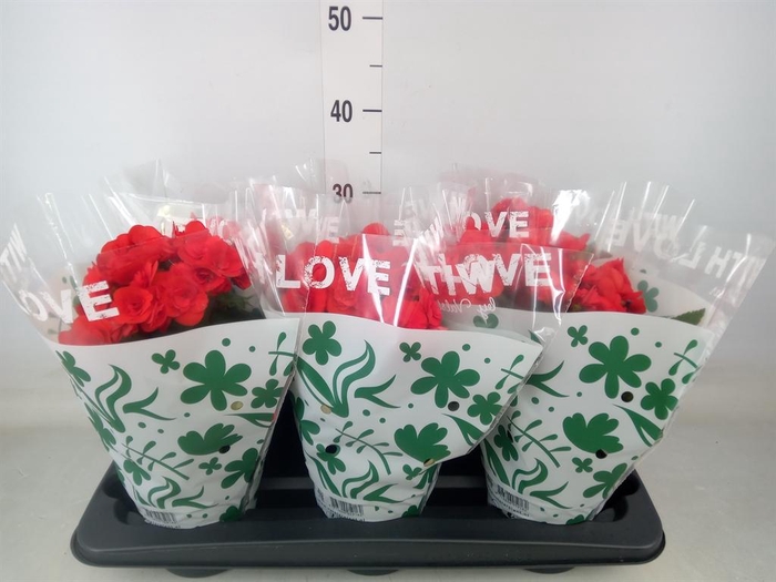 <h4>Begonia elat. DU 'Baladin'</h4>